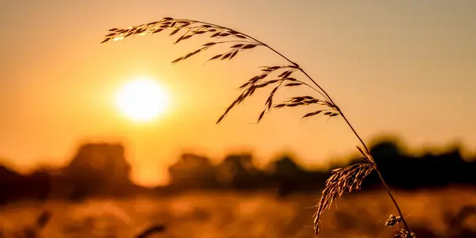 gladbeck grashalm in sunset